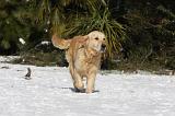 GOLDEN RETRIEVER 776